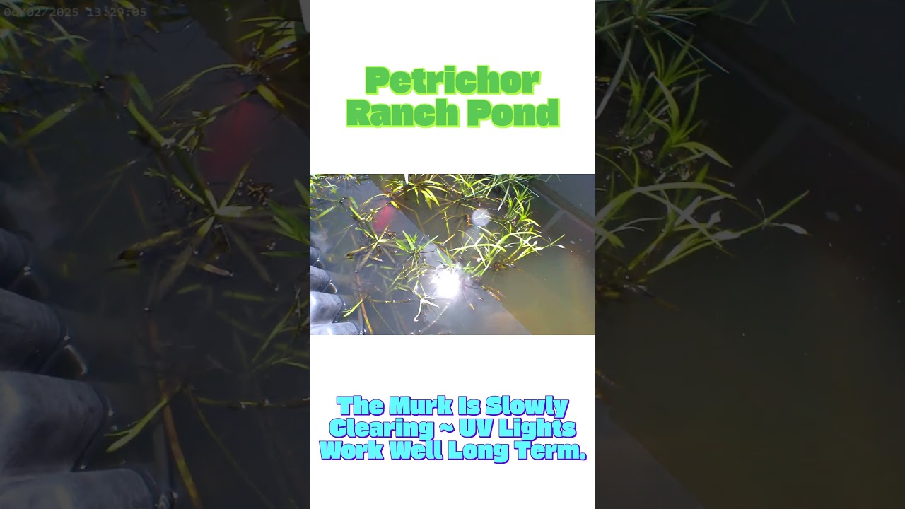 Pond Fish At Petrichor Ranch June 02, 2025