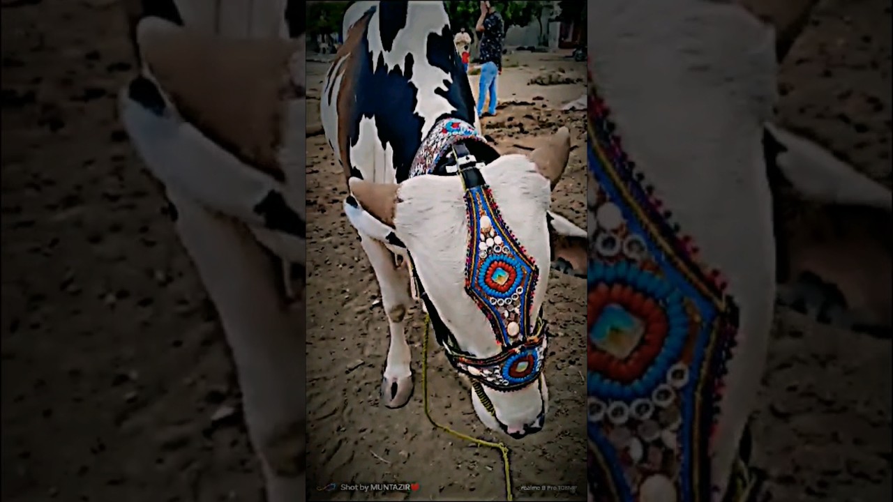 Beautiful white bull 🐂 qurbani ka janwar | eid ul adha #animalslover