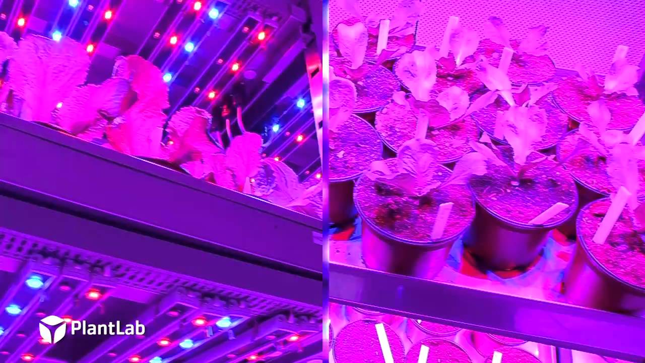 PlantLab R&D Unit