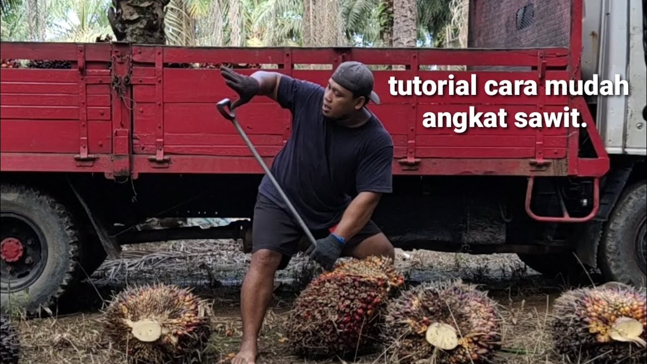 BELAJAR CARA ANGKAT BUAH SAWIT, by cepi saputra.