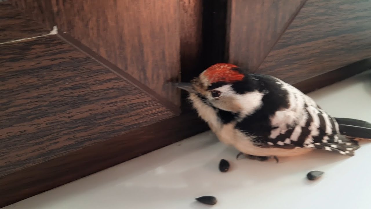 Спасли замёрзшего дятла 🤗🐦‍⬛👍