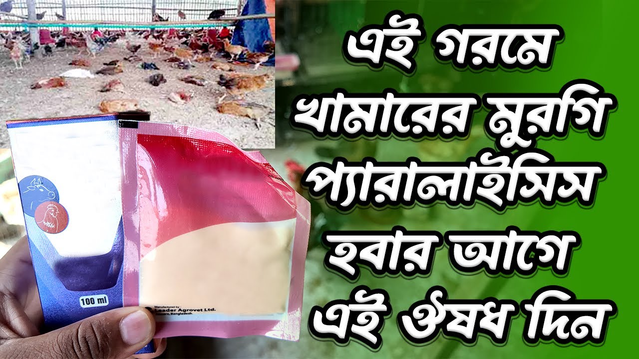 মুরগির প্যারালাইসিস রোগের সম্পূর্ণ চিকিৎসা #murgipalon #deshimurgipalon #deshimurgipalan #deshimurgi