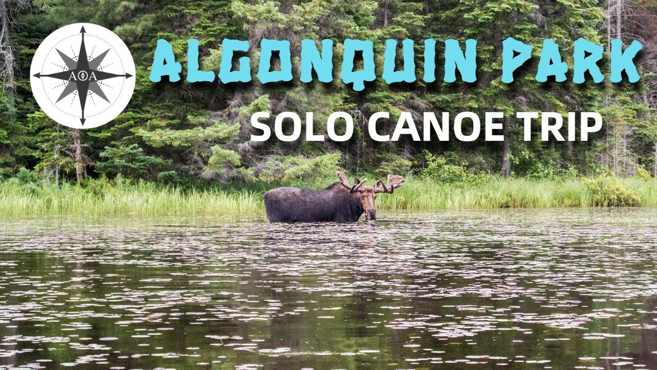 Algonquin Park 4 Day Solo Canoe Trip | 9 Moose, 4 Lake Trout & 3 Bears |