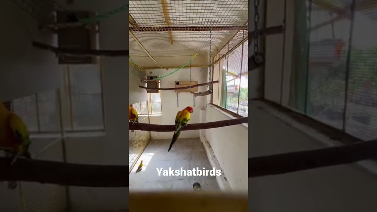 Sun conure colony breeding
