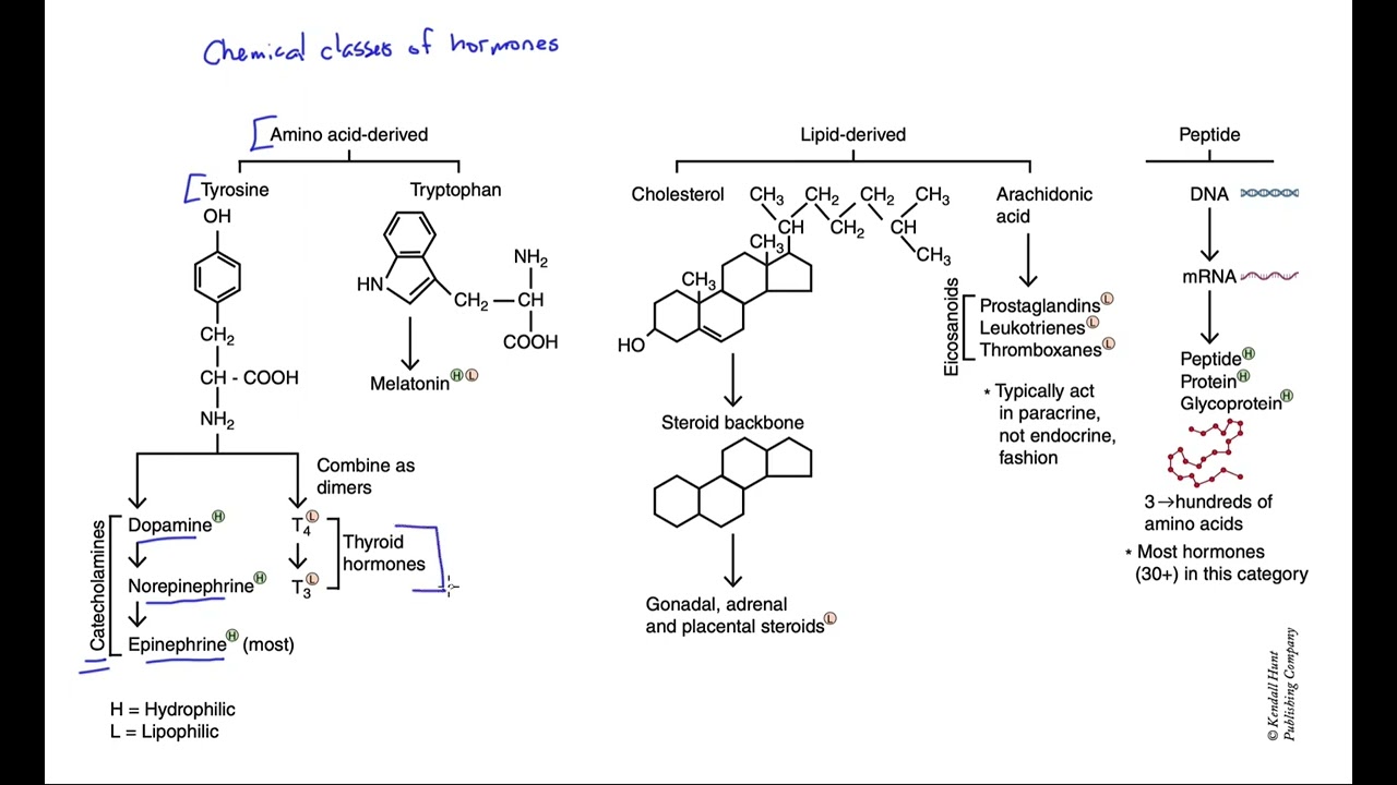 Chemical classes of hormones