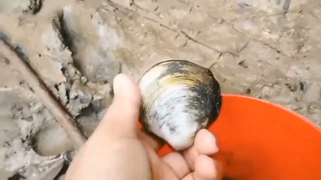 How to get nipa sea shell?