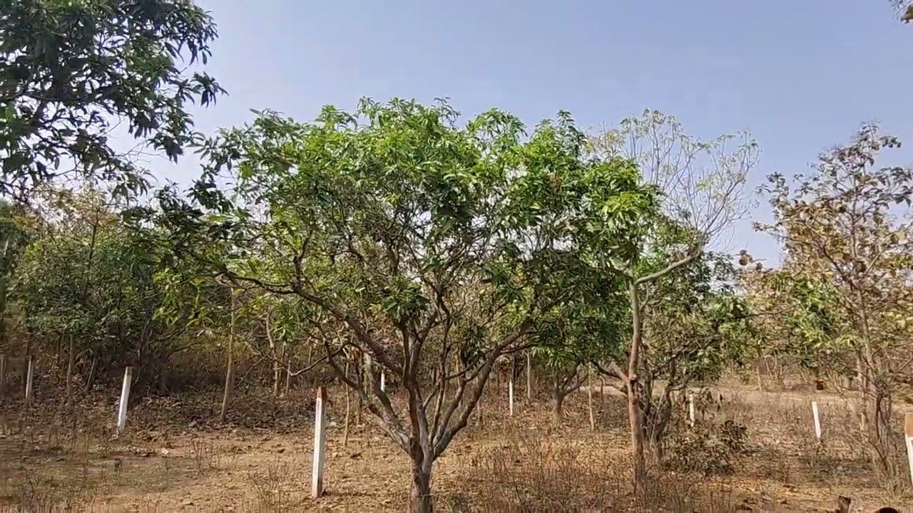 West facing 120 sq yards for sale Near Sagar Highway | Open Plot @ ₹4,500/Sq.Yd | Manoharabad