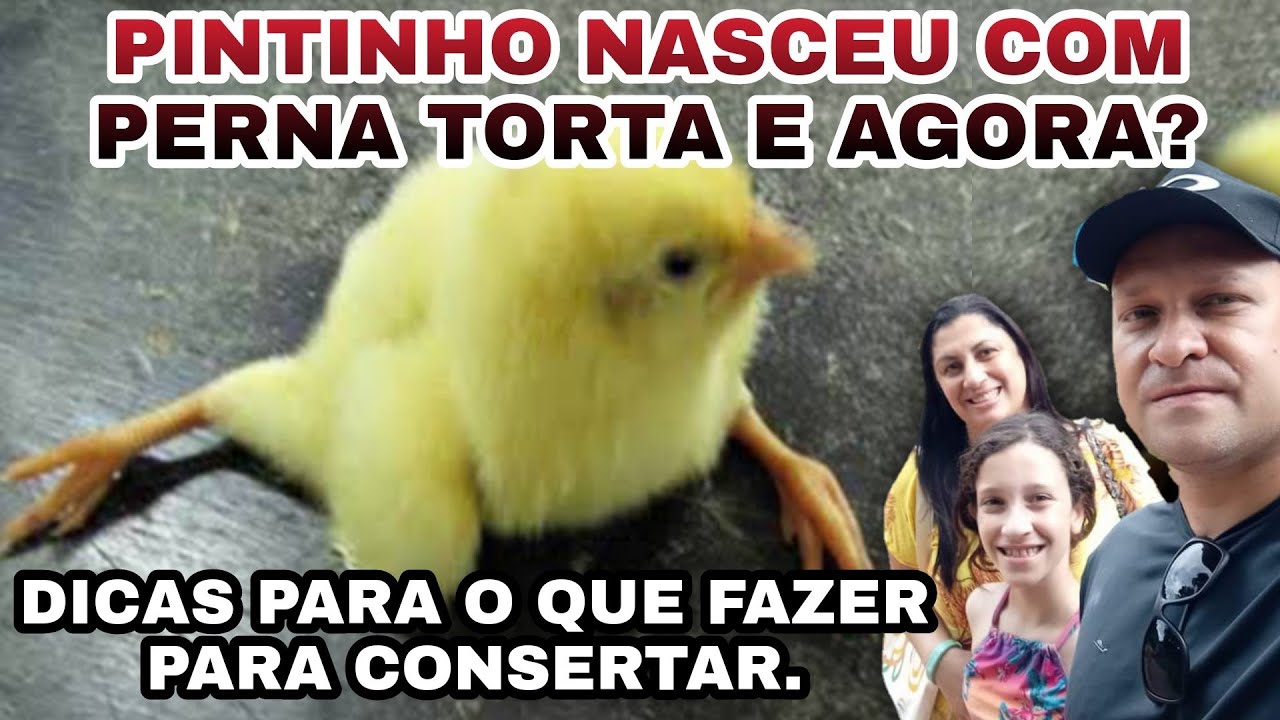 🐤PINTINHO NASCEU COM A PERNA TORTA E AGORA?🐤 DICAS PARA O QUE FAZER PARA CONSERTAR