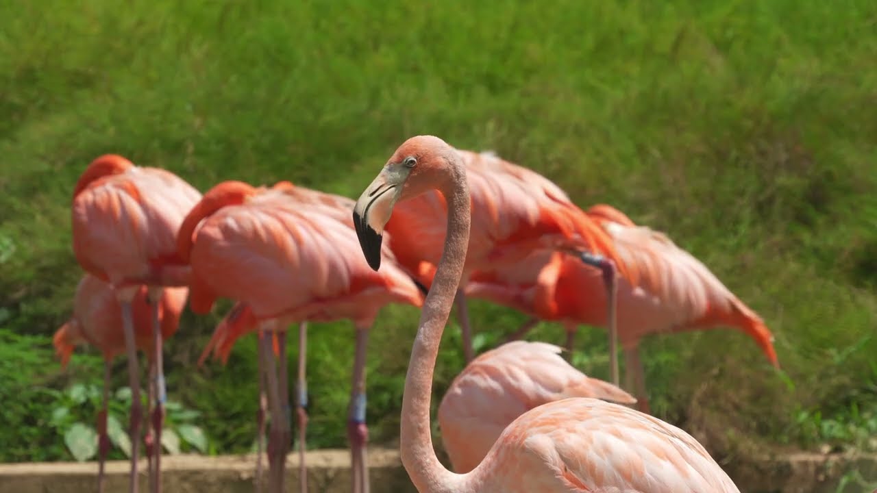 The Birds of Crimson Wetlands (Singapore's Bird Paradise) [4K]