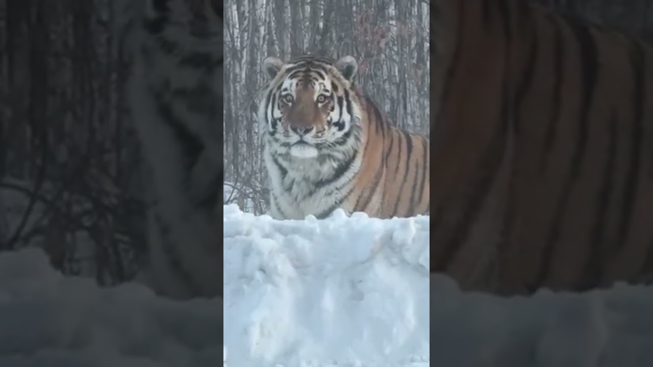 Встреча с огромным Амурским тигром в Хабаровском крае.