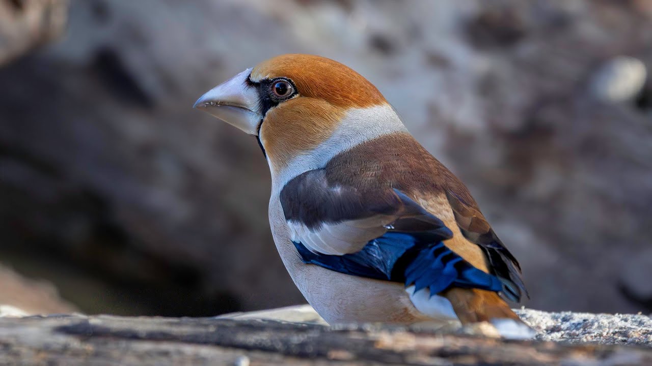Hawfinch/Stenknäck 2026