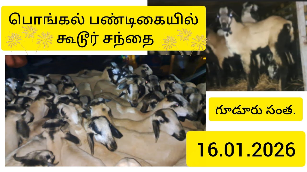 பொங்கல் பண்டிகையில் கூடூர் சந்தை. గూడూరు సంత.