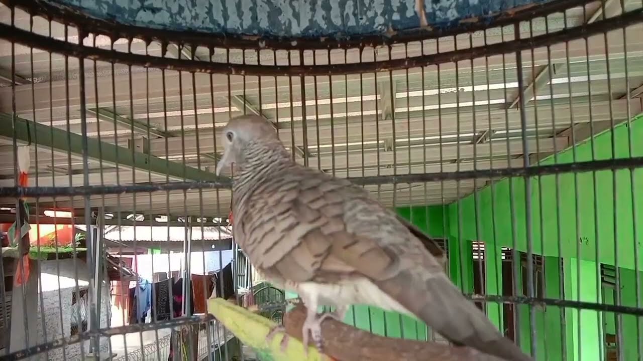 Perkutut lokal pancingan super