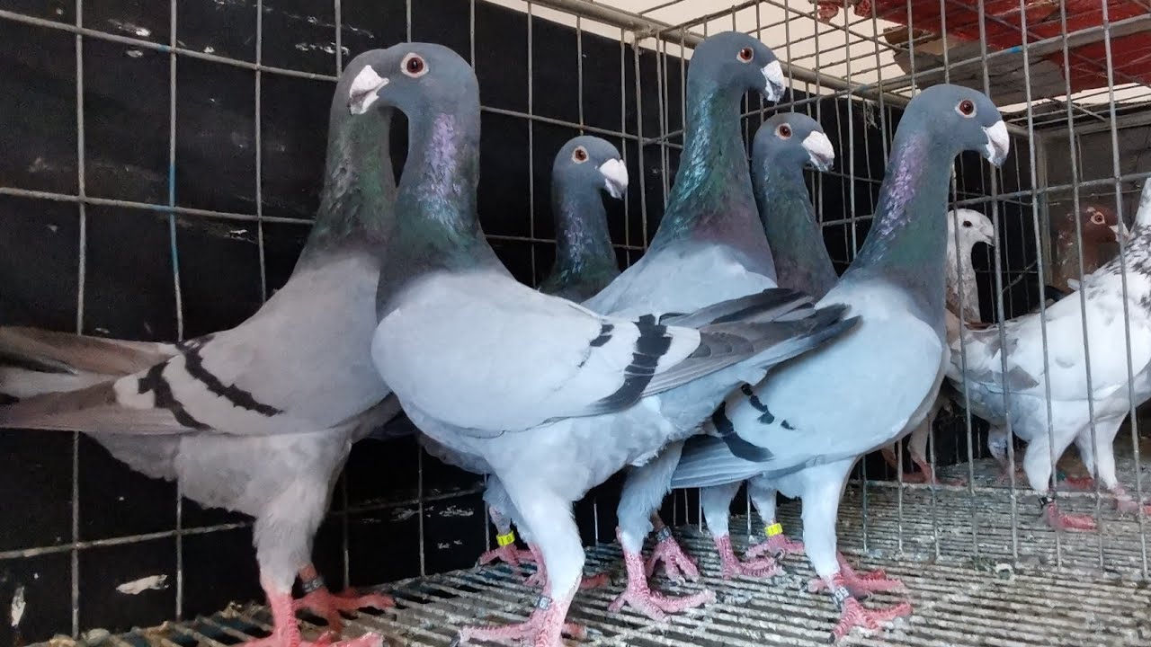 Original German beauty homer pigeons | imported beauty homer pigeon collection | fancy pigeon farm