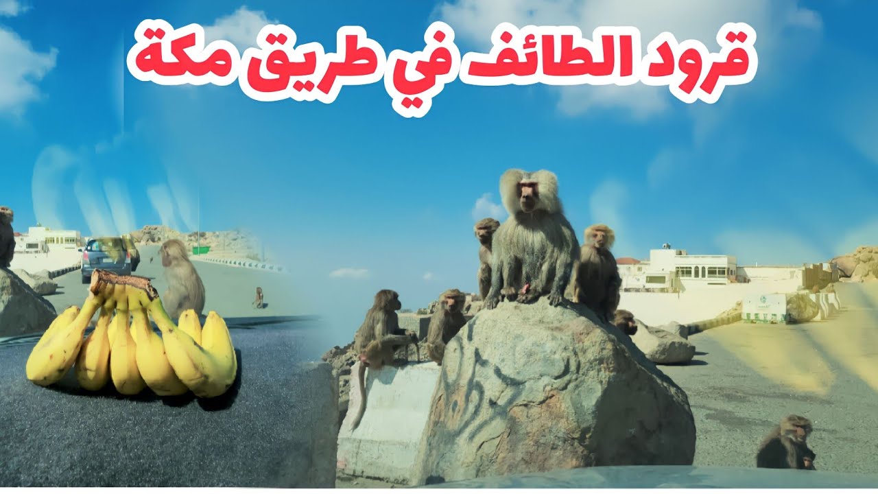 شاهد | قرود الطائف في طريق الهدا و طريق مكة المكرمة