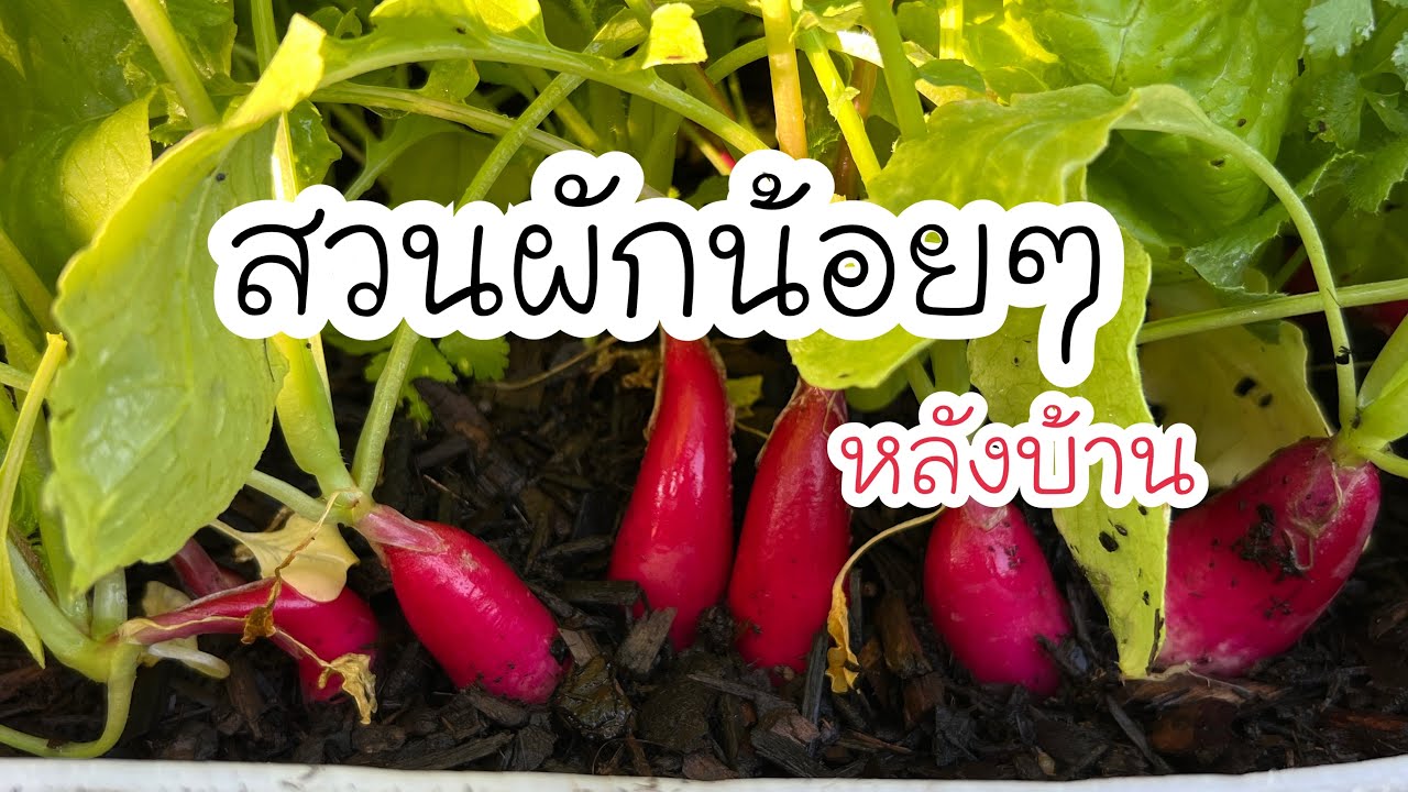 25/10#23 My small garden สวนผักน้อยๆ หลังบ้าน😍