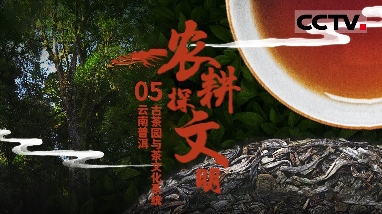 《农耕探文明》05 对普洱“世界茶源”的认定 到底来自哪些科学依据？而天人合一的古茶园为何能延续千年？EP05 【CCTV纪录】