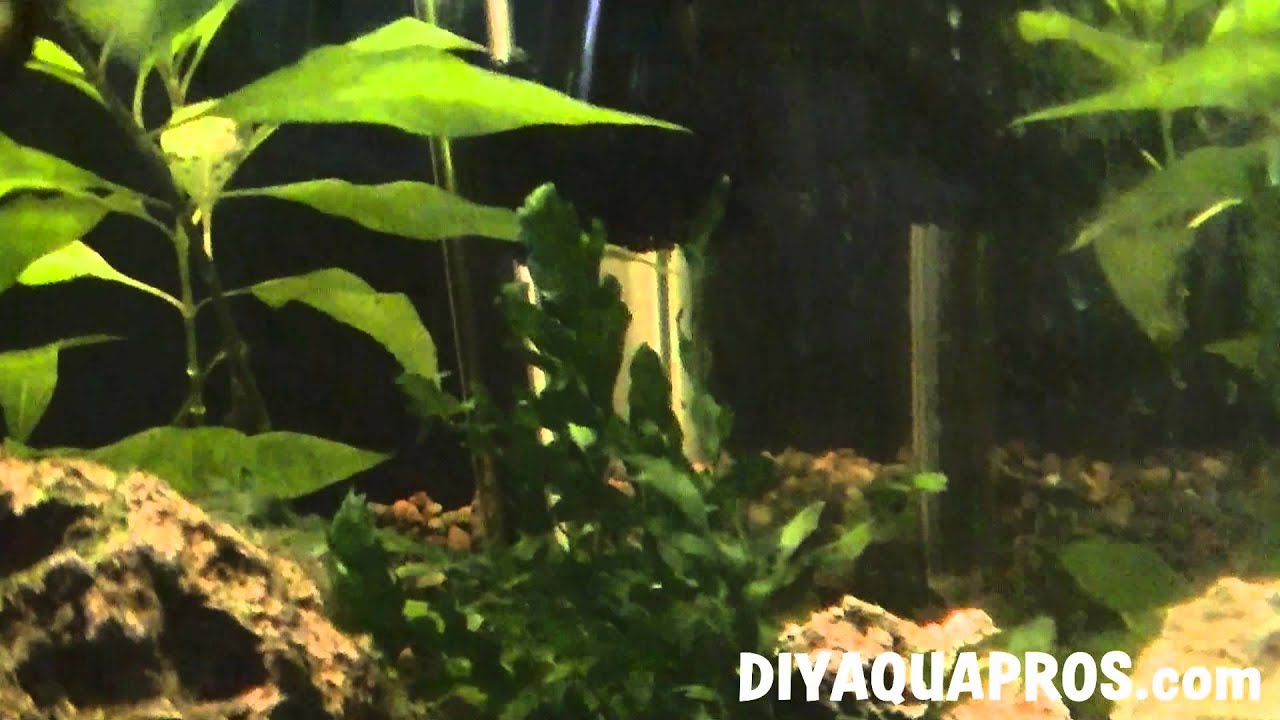 African Water Fern: Bolbitis heudelotti Plant Profile