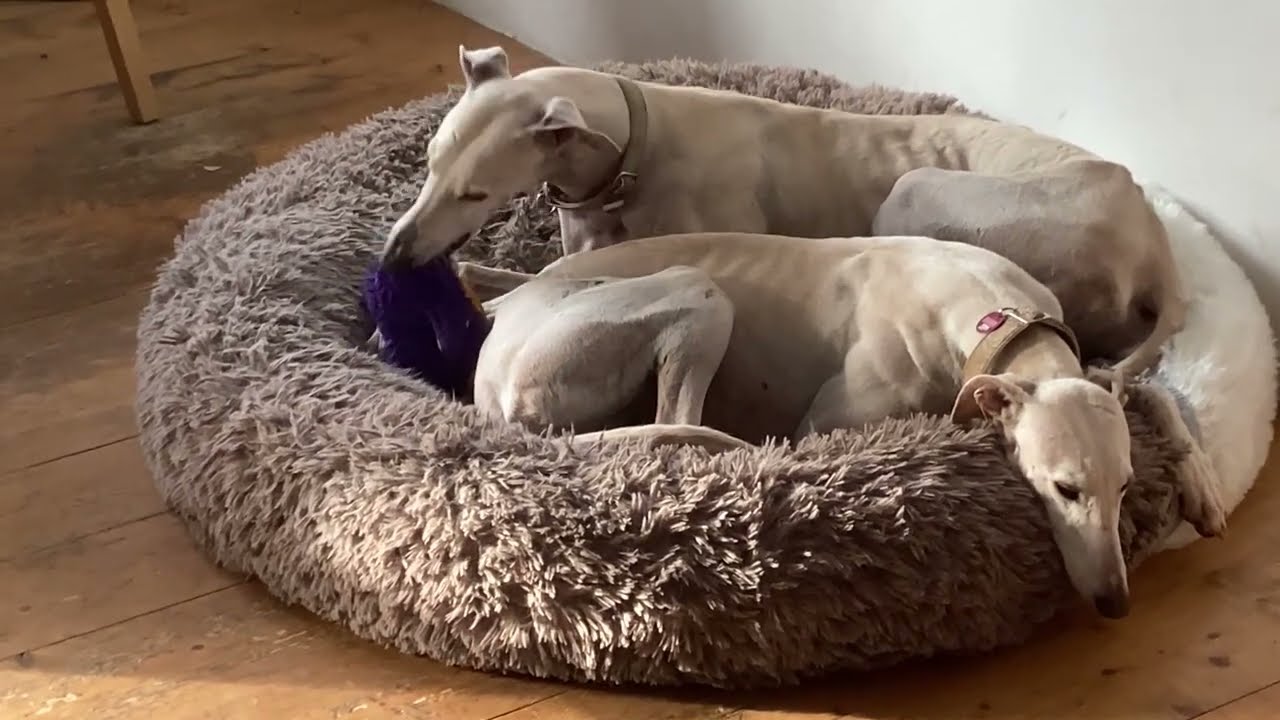 Lucero, der Spieler, sucht mit Ana zusammen eine Familie