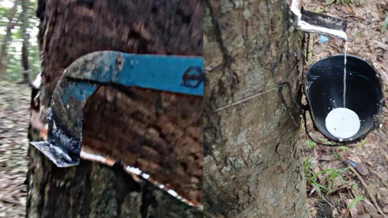 Rubber tree cutting ✂️ new video 📸