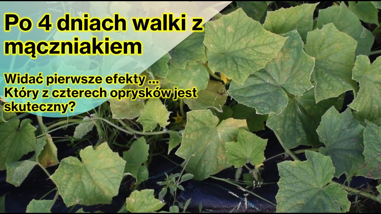 Mączniak rzekomy. Po 4 dniach walki z chorobą. Cztery preparaty. Kt&oacute;ry z nich działa?