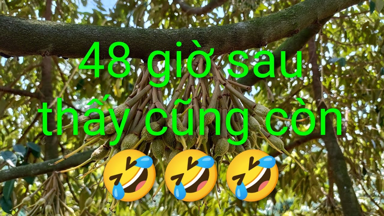 Sầu riêng tuổi này là giờ phút đau tim... út hiền 0978603449