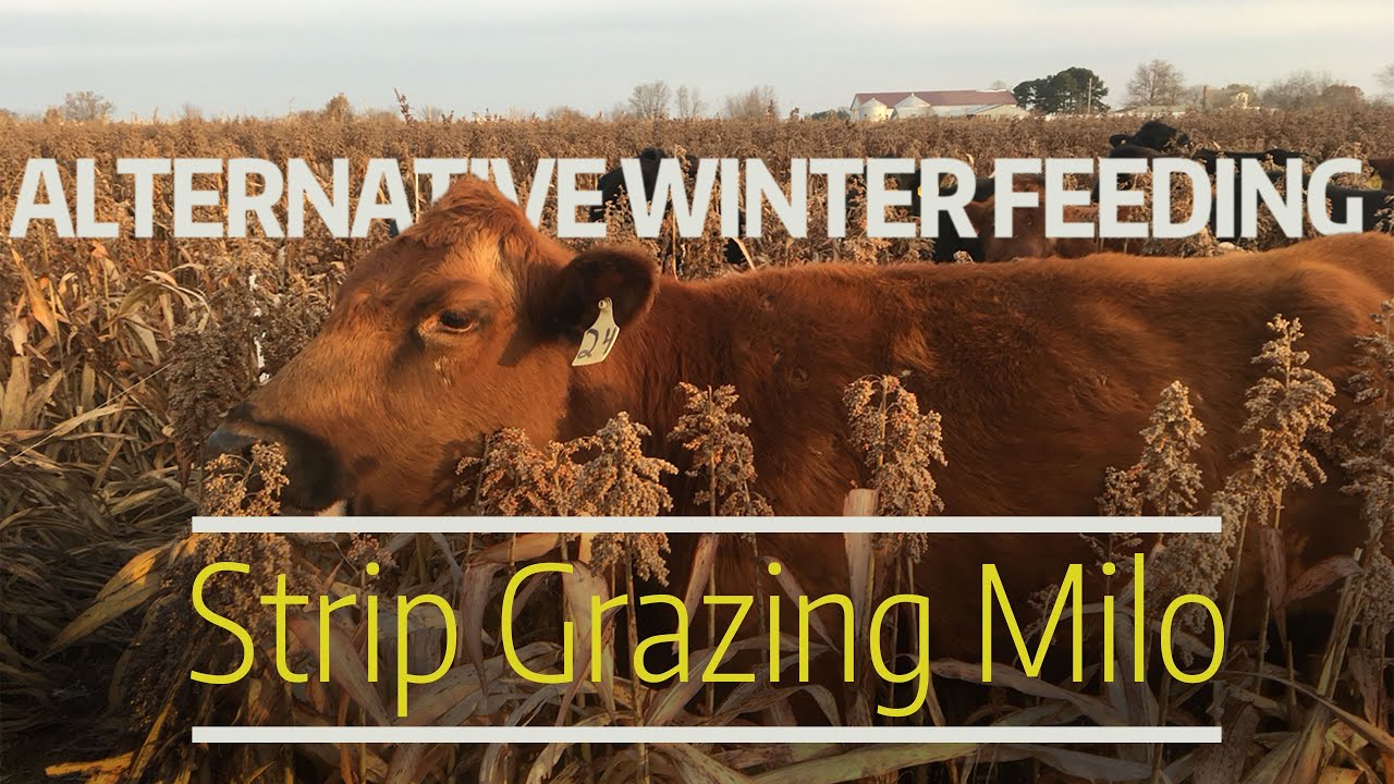 Strip Grazing Milo: An Alternative Winter Feeding