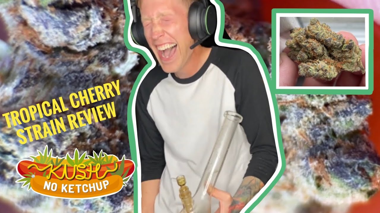 Tropical Cherry Strain Review | KUSH NO KETCHUP
