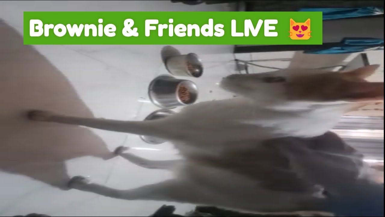 Stray Cat Whisperer 😻 Peaceful LIVE Feeding 😻 Brownie & Friends | Mumbai Street Cats