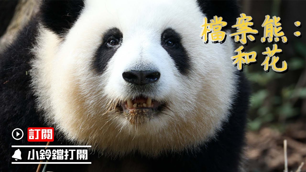 《熊貓早晚安》“和花”的個熊檔案 | iPanda熊貓頻道