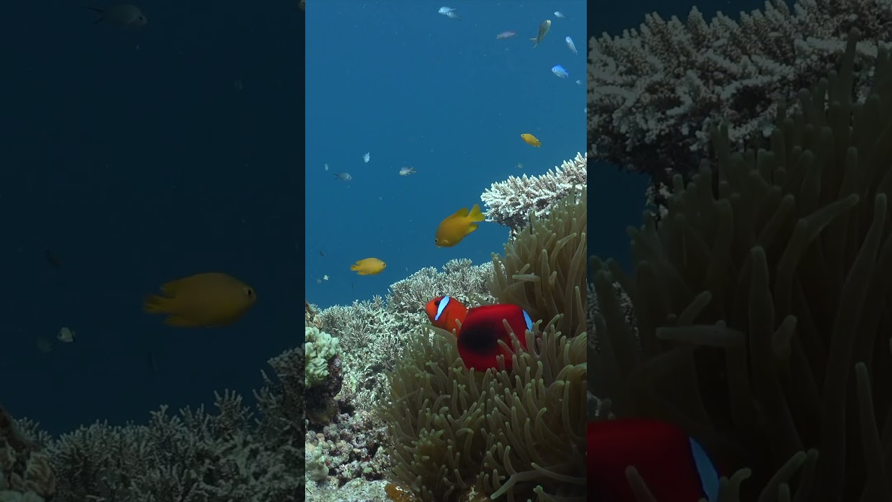 Clownfish: The Ocean's Jokers | Shot in 8K UHD