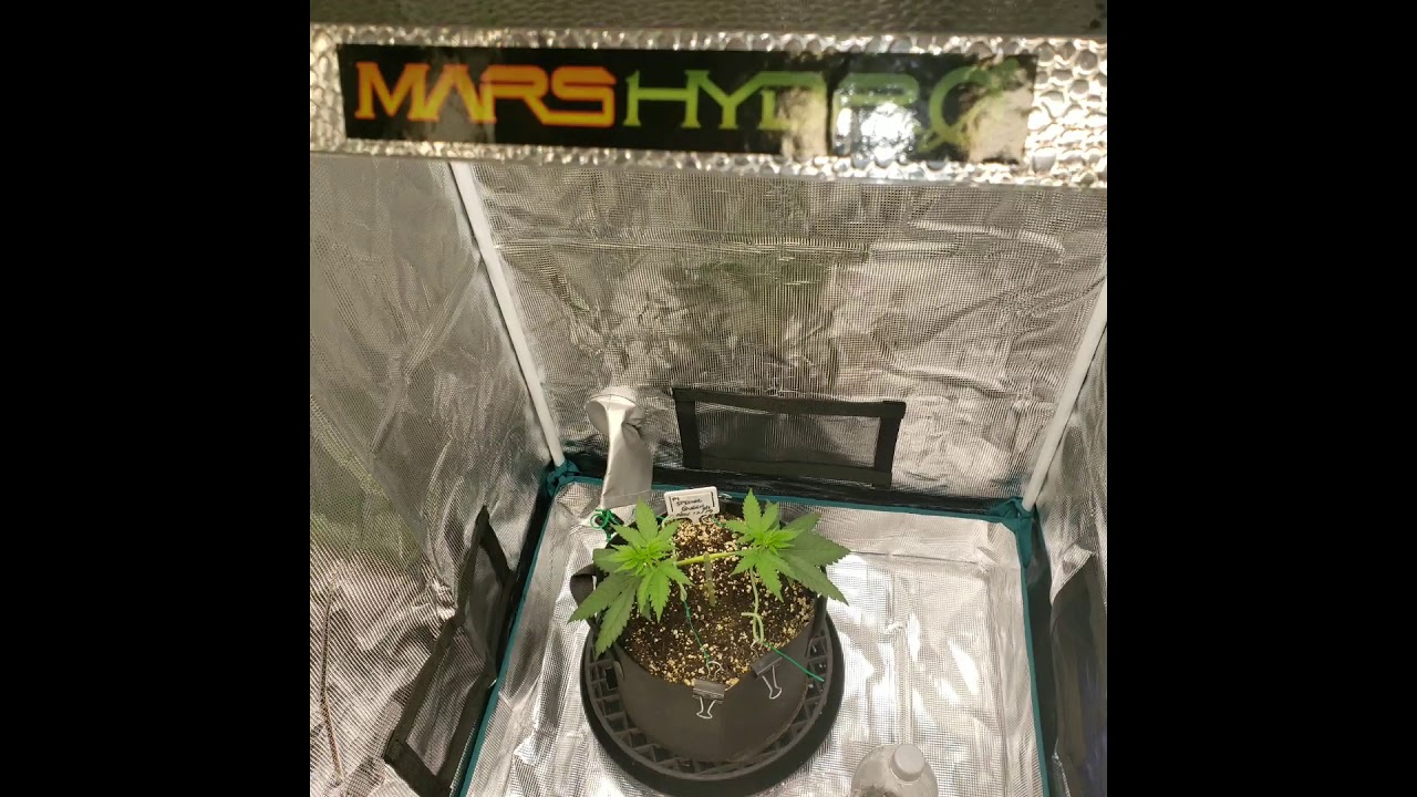 Mars Hydro TS600