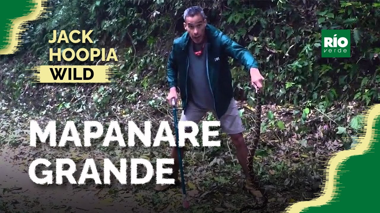 Mapanare grande - Jack Hoopia Wild