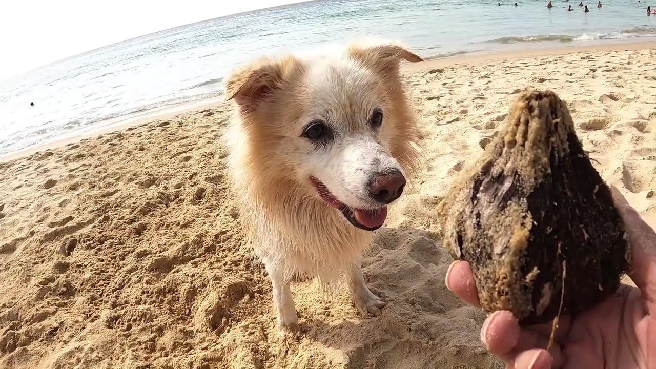Alfie - Border Collie Adventures   Karon Beach -  Phuket Thailand.
