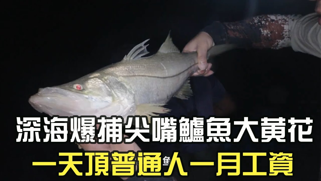 深海爆捕尖嘴鲈魚大黃花，壹天頂普通人壹月工資，賺到手軟發財了#阿牛愛捕魚 #趕海 #熱門 #蘇裏南