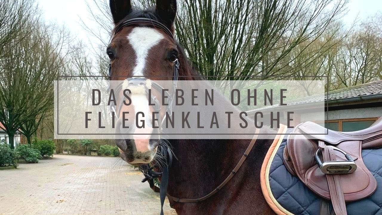 DESWEGEN haben drei meiner fünf Pferde einen kurzen Schweif
