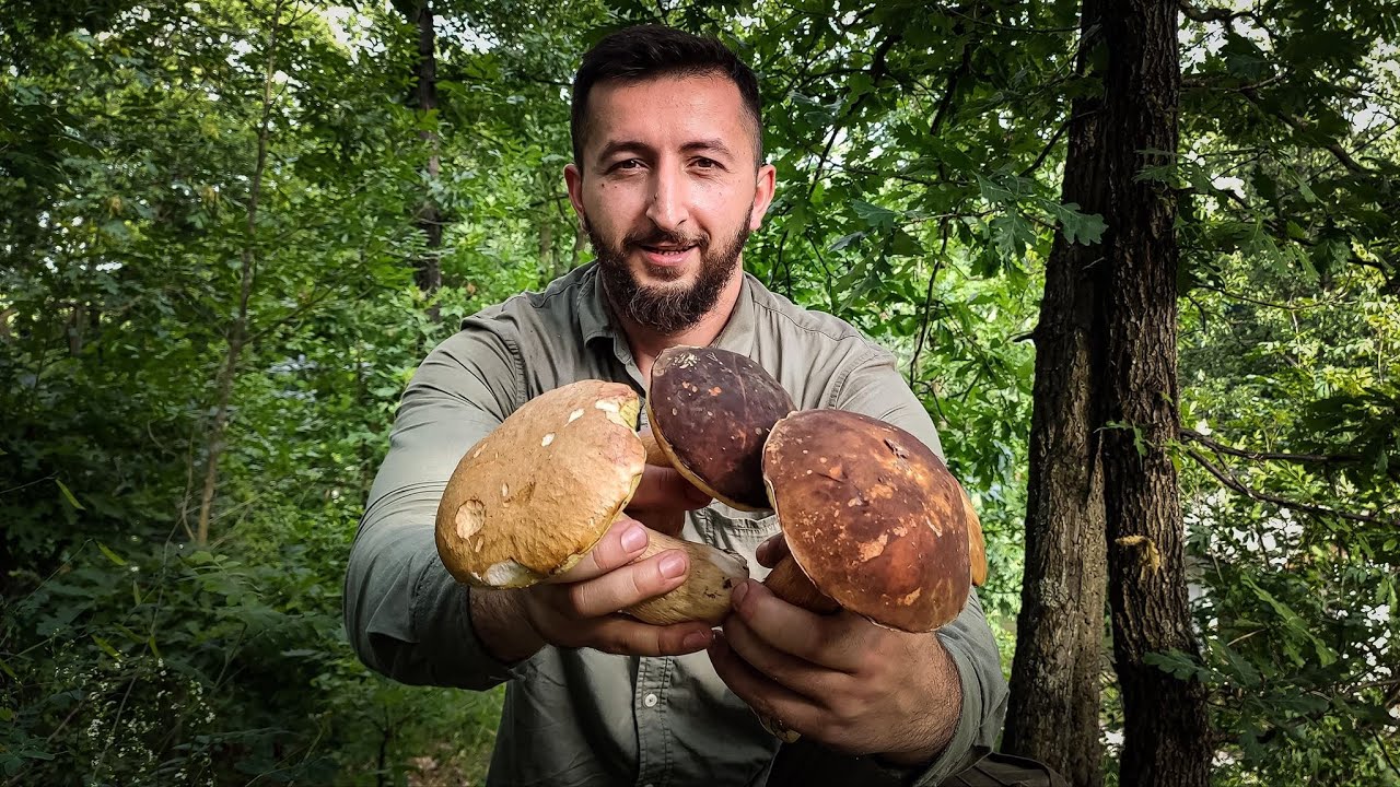 Boletus - Vrganji - Porcini I Boletus reticulatus, Boletus aereus l Gljive, Pecurke, Mushroom
