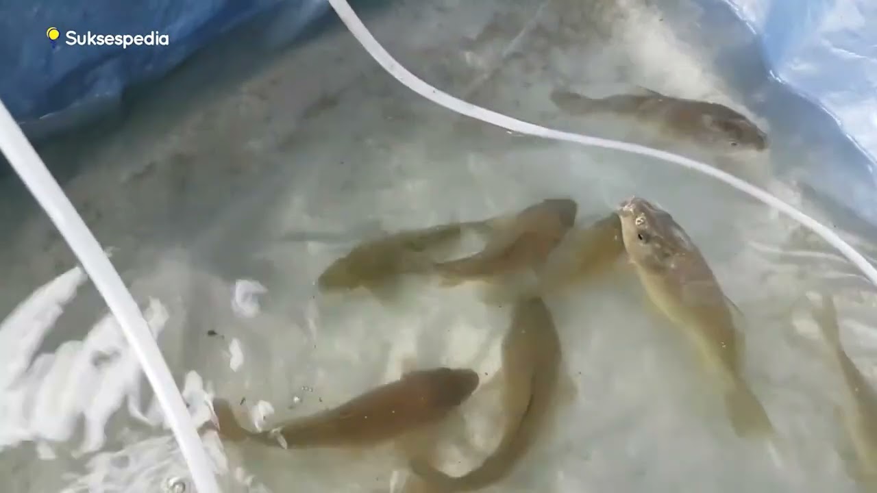 BUDIDAYA IKAN MAS KOLAM TERPAL - KHUSUS PEMULA BANGET!!