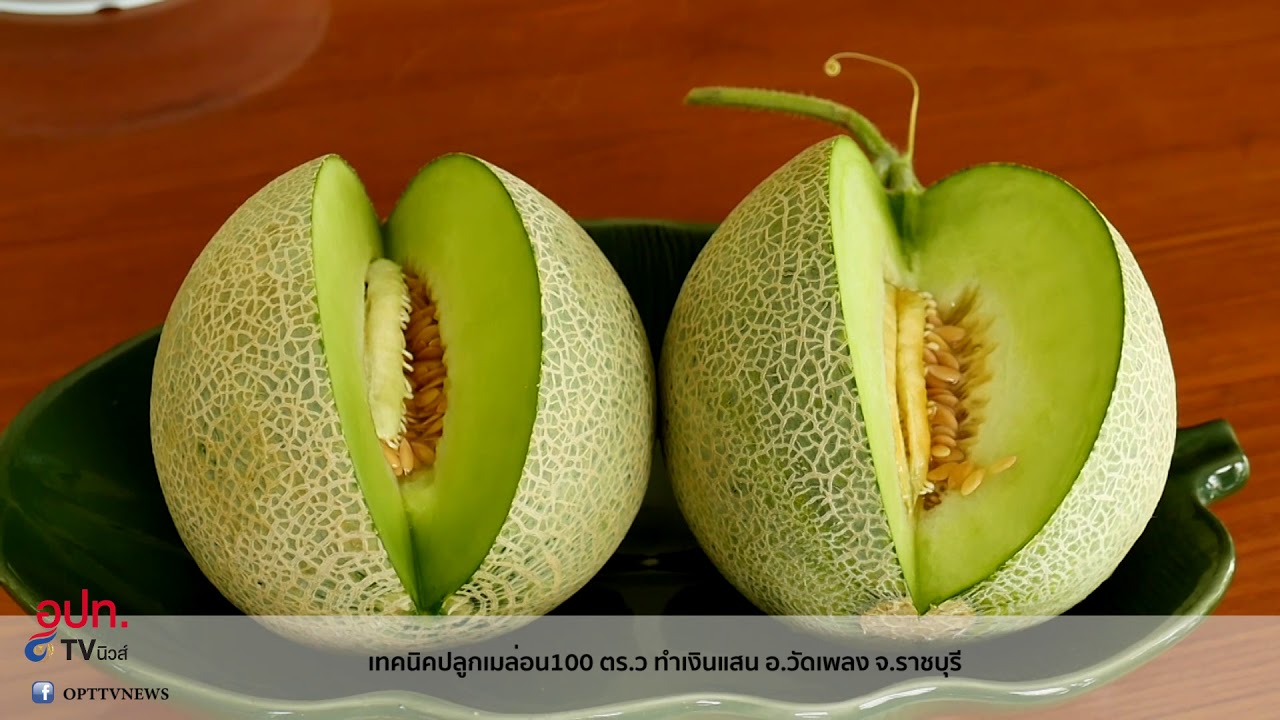 เทคนิคปลูกเมล่อน100 ตร.ว ทำเงินแสน อ.วัดเพลง จ.ราชบุรี