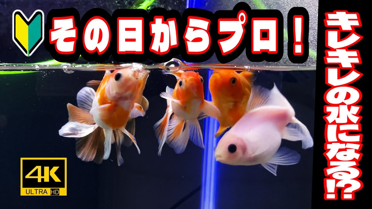 🔰№３【一発立ち上げ法】ゼロから始める金魚飼育