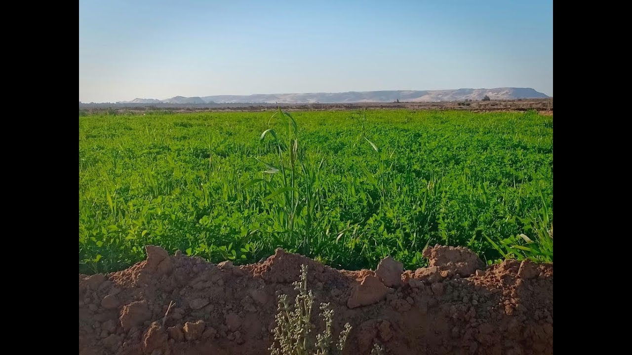 نموذج لمزرعة صغيرة في الواحات البحرية - يوميات مزارع في الواحات