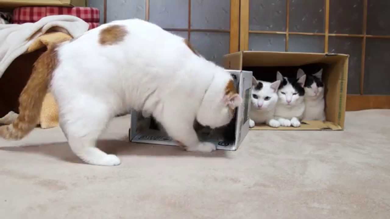 かご猫 x しろとくろ　5　shiro and kuro 2014#6