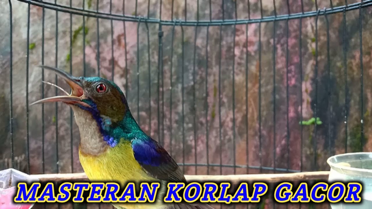 Kolibri kelapa | manggar | wiceh | korlap gacor mencari kawan ampuh untuk masteran