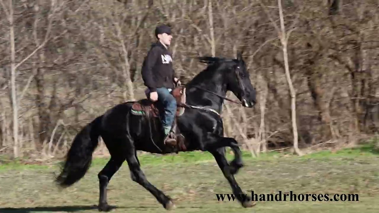 REAL FANCY PUREBRED FRIESIAN STALLION, RIDES AND DRIVES, GENTLE