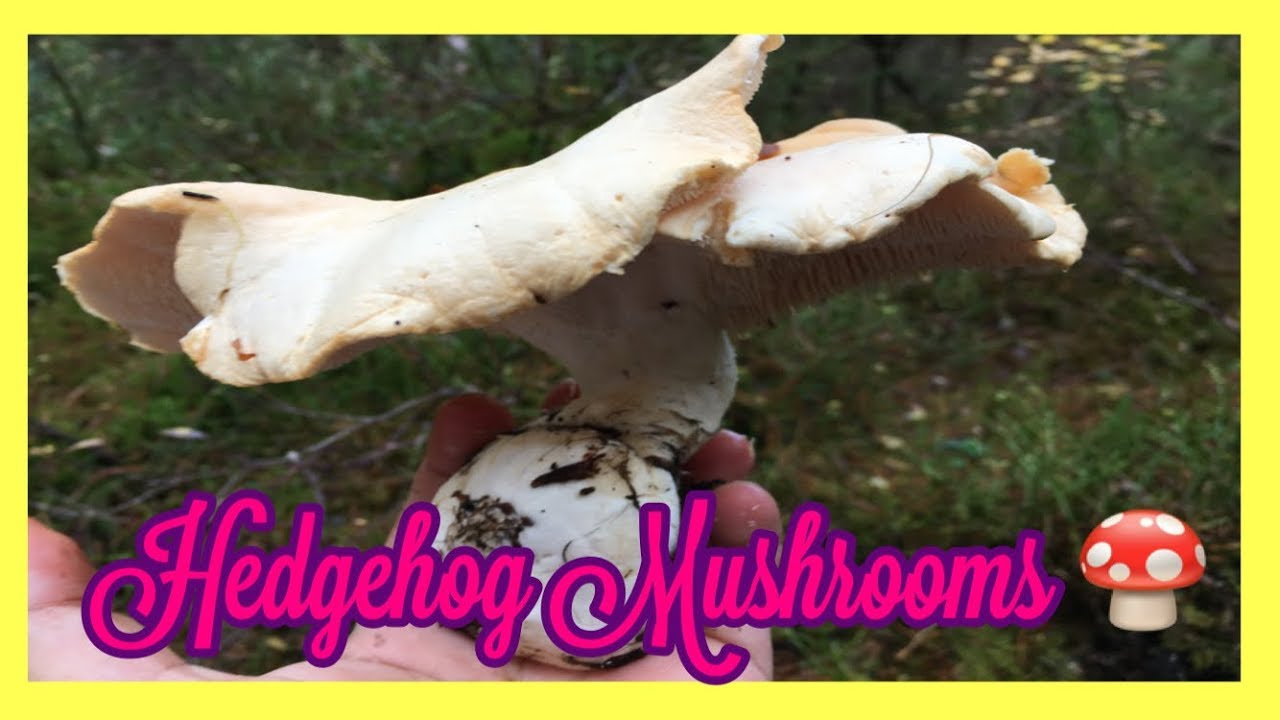 LIBRENG MUSHROOMS | Hydnum / Hedgehog Mushrooms | #piggsopp | #Norway