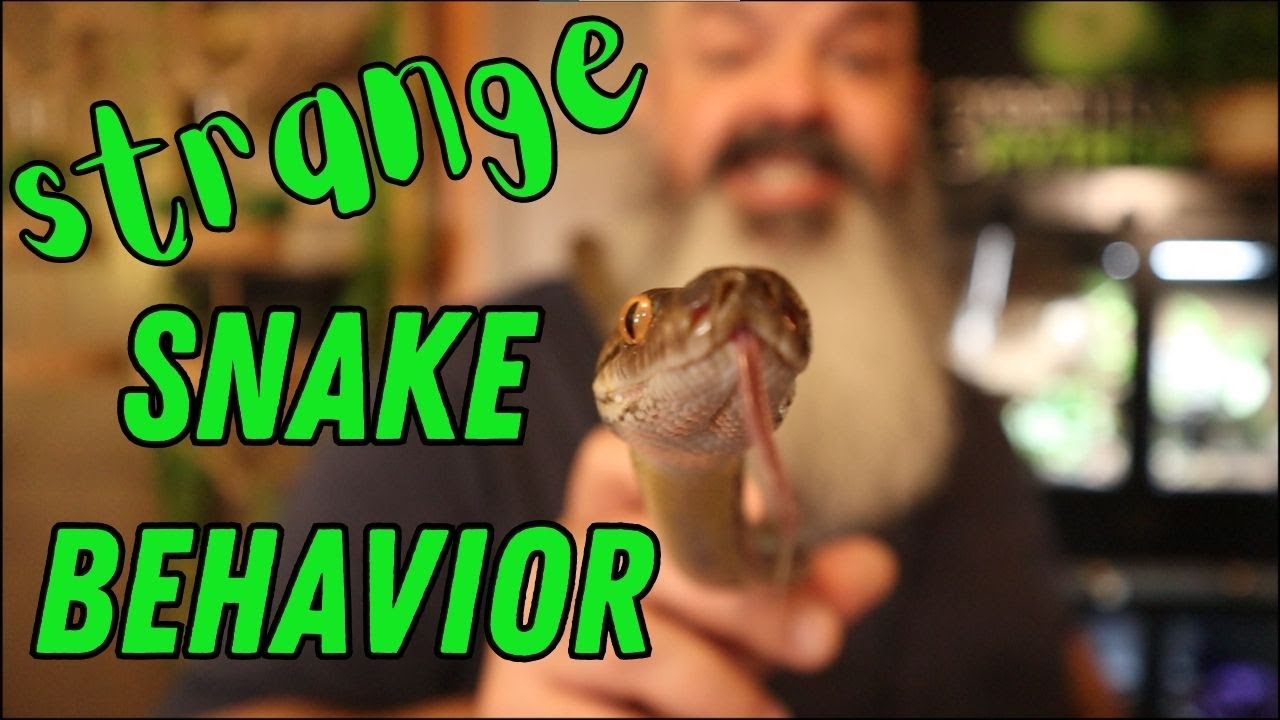 Why Are These Snakes Acting so WEIRD?