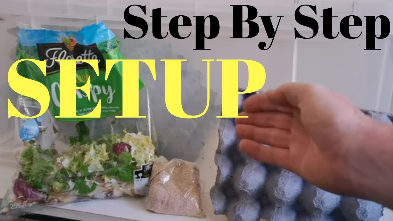 How To Setup A Dubia Roach Breeding Colony For FAST Production