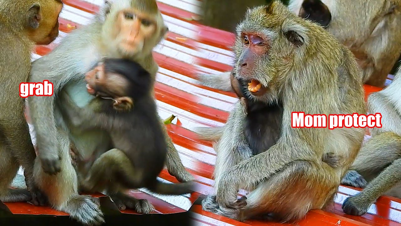 Merciless young monkey grab Vegan but mom Vegas very protect