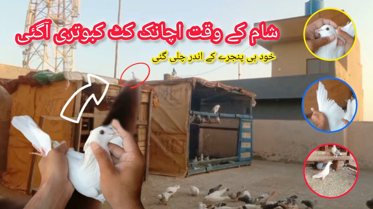 Aise lagta hai jaise apna koi kabootar wapis agya hai || CH Kabootar Club 