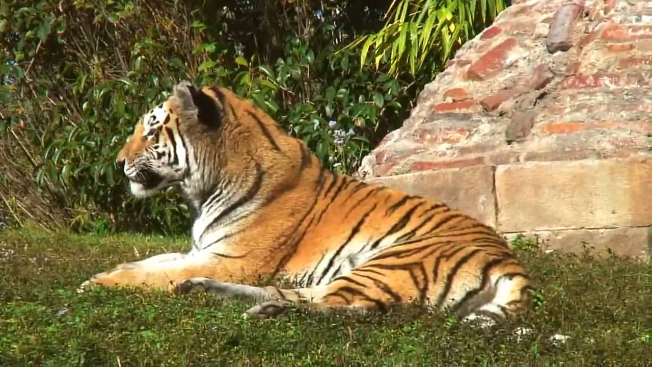 Tigers of Disneyworld's Animal Kingdom High Definition